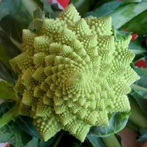 Fibonacci